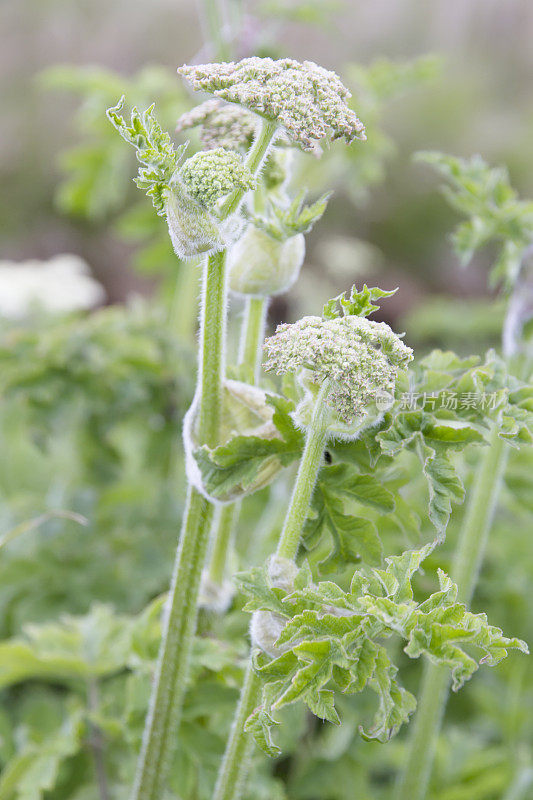 大猪草(Heracleum sphondylium)